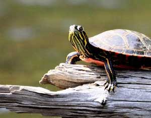 Photo of the Day: Sunbathing Turtle Image